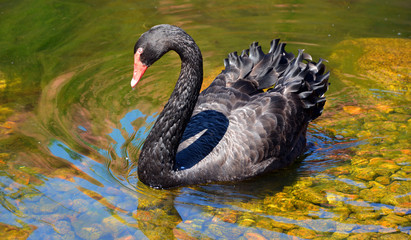 Black swan is a large waterbird, a species of swan which breeds mainly in Australia. A New Zealand...