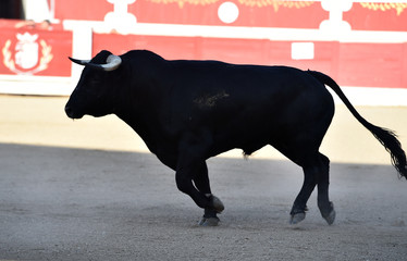 toro bravo español
