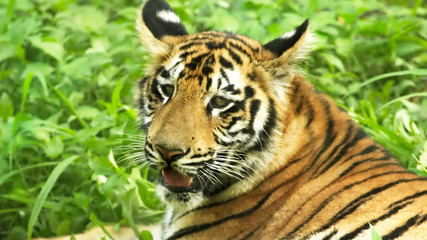 portrait of a tiger