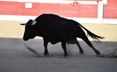 toro bravo español