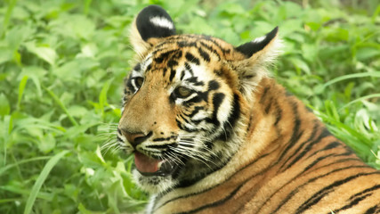 Fototapeta na wymiar Royal Bangal Tiger in forest