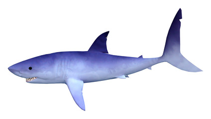 3D Rendering Shark on White