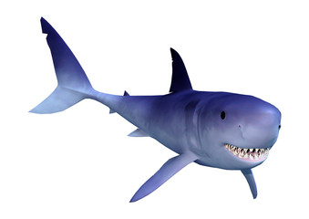 3D Rendering Shark on White