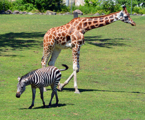 The giraffe (Giraffa camelopardalis) is an African even-toed ungulate mammal and Zd after the British explorer William John Burchell. Common names include bontequagga, Damara zebra and Zululand zebra 