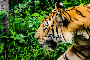 tiger in zoo