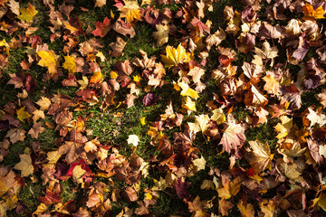 Herbstblätter auf Boden
