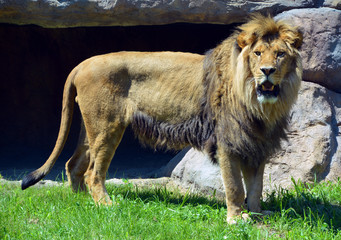 Lion is one of the four big cats in the genus Panthera, and a member of the family Felidae.