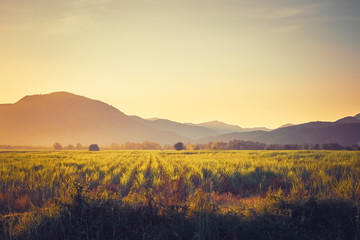 Vintage Sugar Cane Field at Sunset