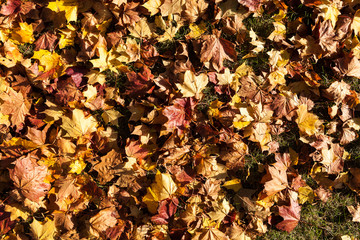 Herbstblätter