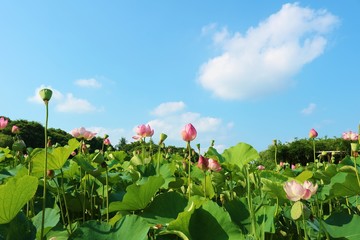 風景　花　蓮池　空　雲　茨城