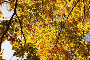 Herbstblätter am Baum