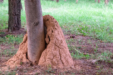 Anthill on Tree Trunk