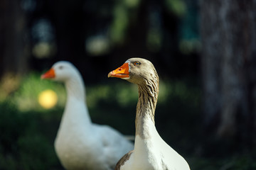 Obraz premium Two white and gray geese sunbathing on a farm