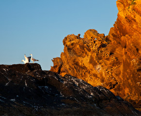 Gaviota patiamarilla, L'Illa Grossa, Reserva Natural Islas Columbretes, Mar Mediterráneo,...