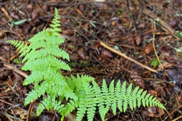 Closeup of Moss and Lichen in Allegheny Mountains