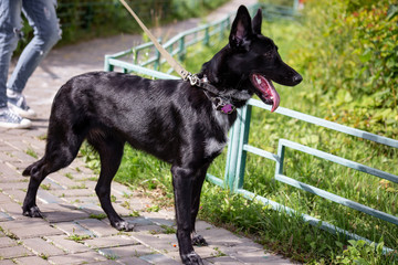 a stray black dog