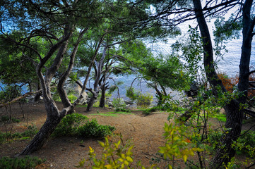 Old pine trees grow on a steep cliff on the beach