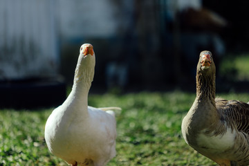 Two white and gray geese sunbathing on a farm