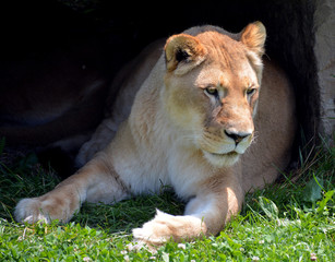 Lion is one of the four big cats in the genus Panthera, and a member of the family Felidae.