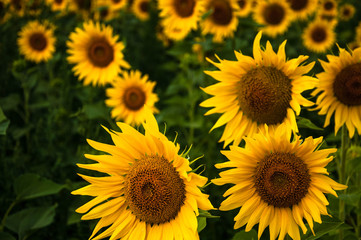 sunflower field on a sunny day