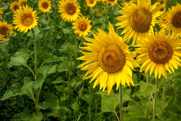 Obraz premium sunflower field on a sunny day