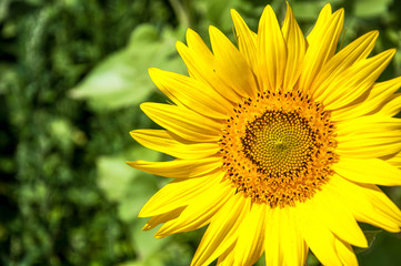 sunflower field on a sunny day