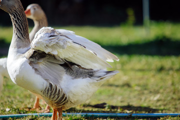 Gray and white goose wing close-up