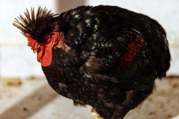 Strange rooster with panache on the head and colored feathers on the wings