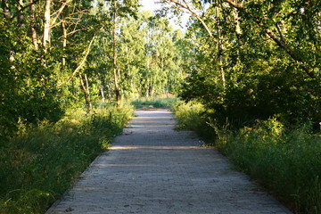 Obraz premium Тропа