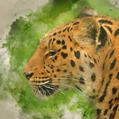 Digital watercolour painting of Beautiful close up portrait of Jaguar panthera onca in colorful vibrant landscape