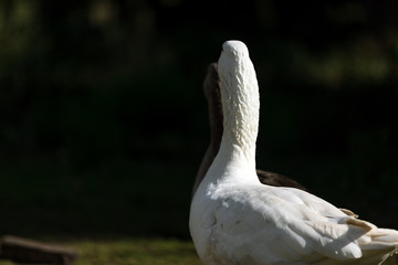 White goose seen from behind while walking through a farm