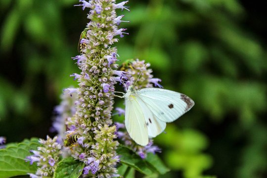 Cabbage White Butterfly Pieris rapae