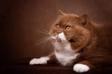 Typvolle Britisch Kurzhaar Katze in cinnamon - Portrait