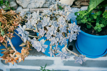 Various kinds of succulents, in big blue ceramic pots in top of tank, group succulent top view, closeup blurred dry leaves on street background