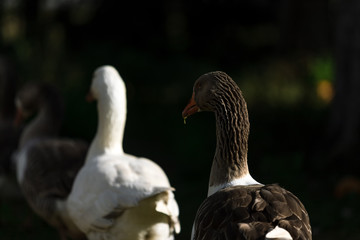 Geese seen from behind walk in a row by a farm