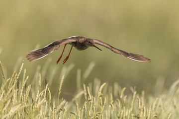 flying redshank in the salt marshes of the North Sea