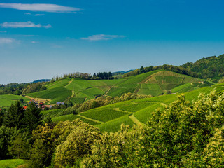 Fototapeta na wymiar Green hills with summer vineyards in Black Forest