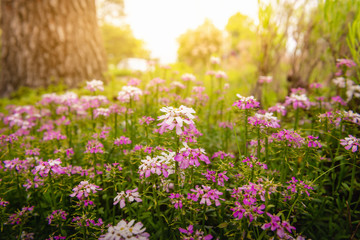 Fototapeta premium Garden Flowers Blooming in Spring Season With Sunlight Morning, Beautiful of Natural Flora Background and Home Outdoors Decorative. Gardening Floral Flower Plantation.