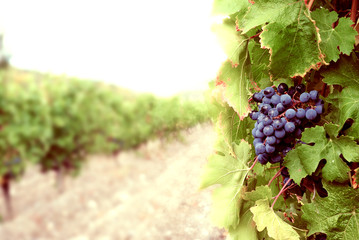 Sweet and tasty blue grape bunch