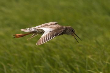 flying redshank in the salt marshes of the North Sea