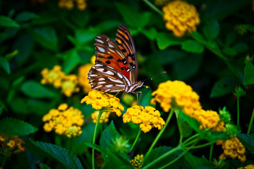A beautiful butterfly and flowers background