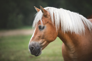 portrait of nightingale gelding horse in summer