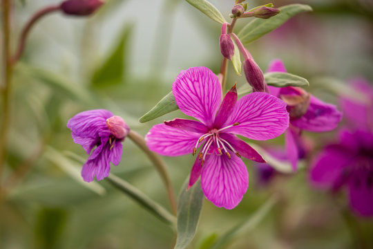Fireweed along the Alaska Highway