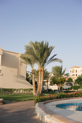 Fototapeta na wymiar Beautiful sunrise. Relax in the hotel with tall palm trees.