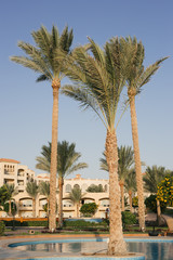 Fototapeta premium Beautiful sunrise. Relax in the hotel with tall palm trees.