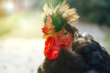 Strange rooster with plume on the head seen in sun backlight © simonmayer
