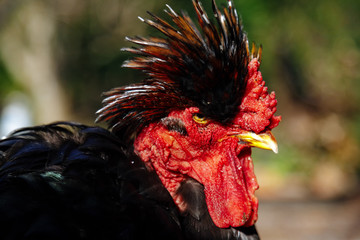 Profile close-up of strange rooster with plume on the head in a garden