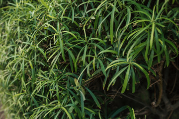 exotic beautiful plants. raw green plant.