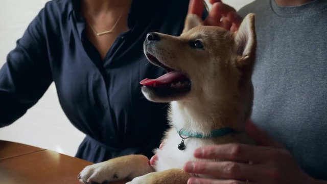 Close up family couple petting a shiba inu puppy dog