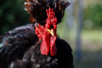 Front close-up of strange rooster with plume on the head in a garden